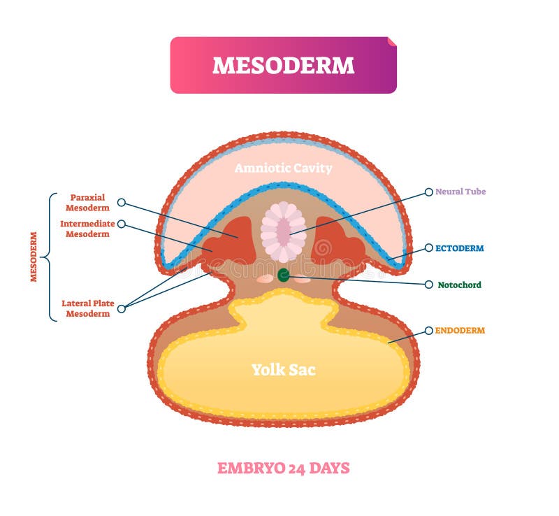 Mesoderm διανυσματική απεικόνιση Επονομαζόμενο ιατρικό διάγραμμα με τη δομή εμβρύων διανυσματική απεικόνιση Mesoderm διανυσματική απεικόνιση Επονομαζόμενο ιατρικό διάγραμμα με τη δομή εμβρύων διανυσματική απεικόνιση