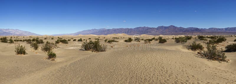 Mesquite flat sand dunes desert in Death Valley