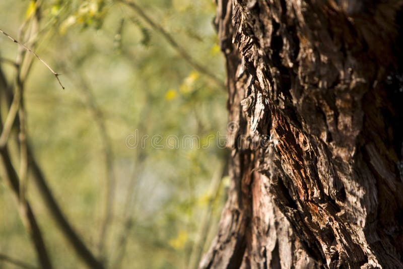 Mesquite tree bark