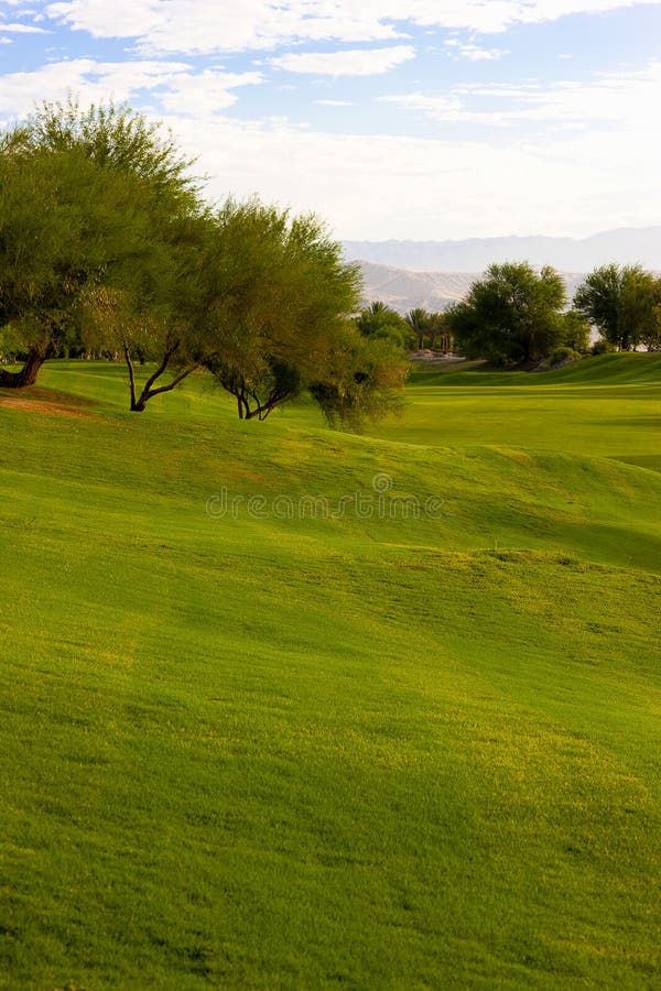 Mesquite Tree on Golf Course