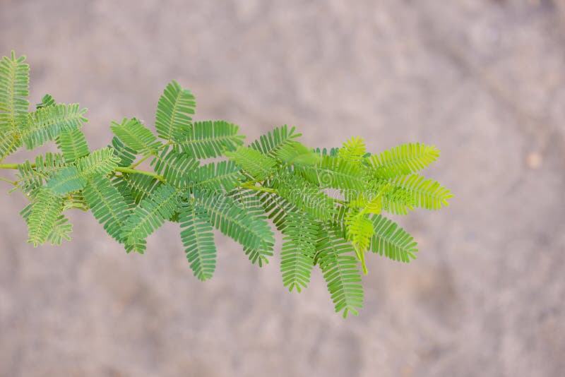 Mesquite tree leaves in Wadi Alkhodh valley, Muscat, Oman