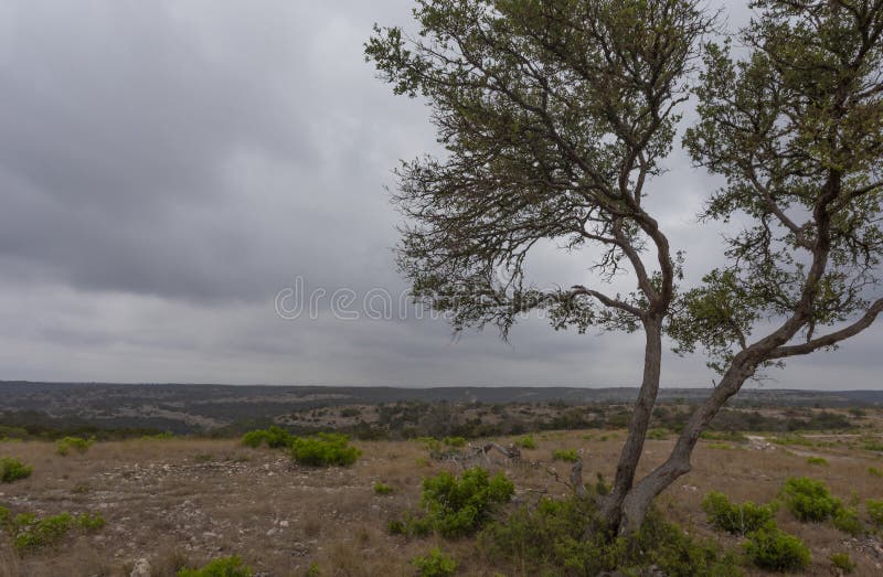 Mesquite Tree in Rural Texas Stock Photo Image of blue, brown 260503898