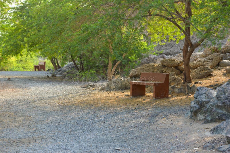 Mesquite trees and bench in Wadi Alkhodh valley, Muscat, Oman