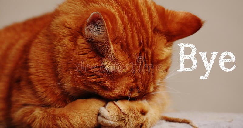 Message D Adieu Avec Un Adorable Chat Bye Photo Stock Image Du Message Dessins