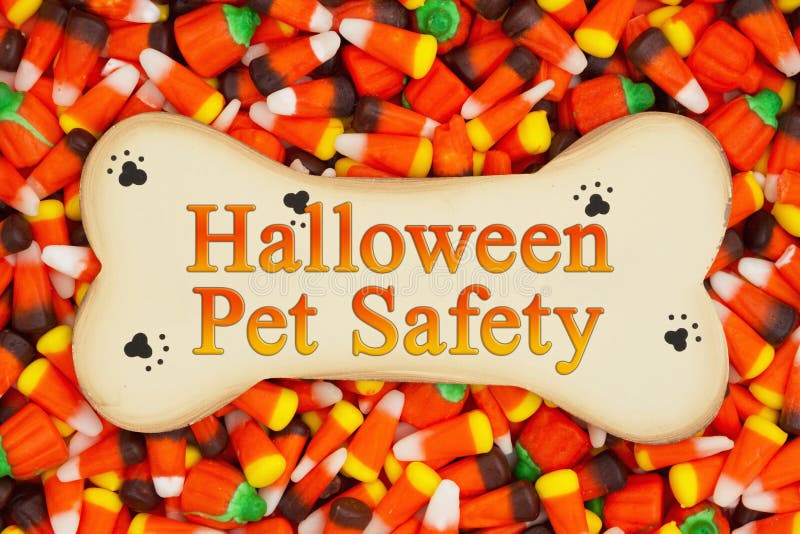 Messaggio di sicurezza dell'animale domestico di Halloween fotografia stock Messaggio di sicurezza dell'animale domestico di Halloween fotografia stock