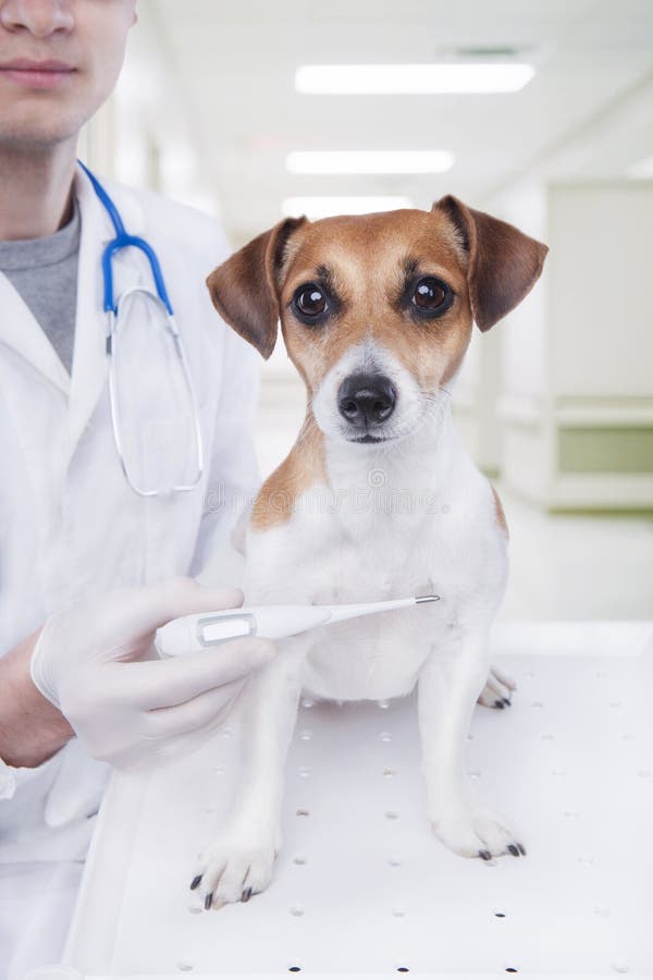 Messen Sie Die Temperatur Des Tierarztes Des Hundes Stockbild Bild
