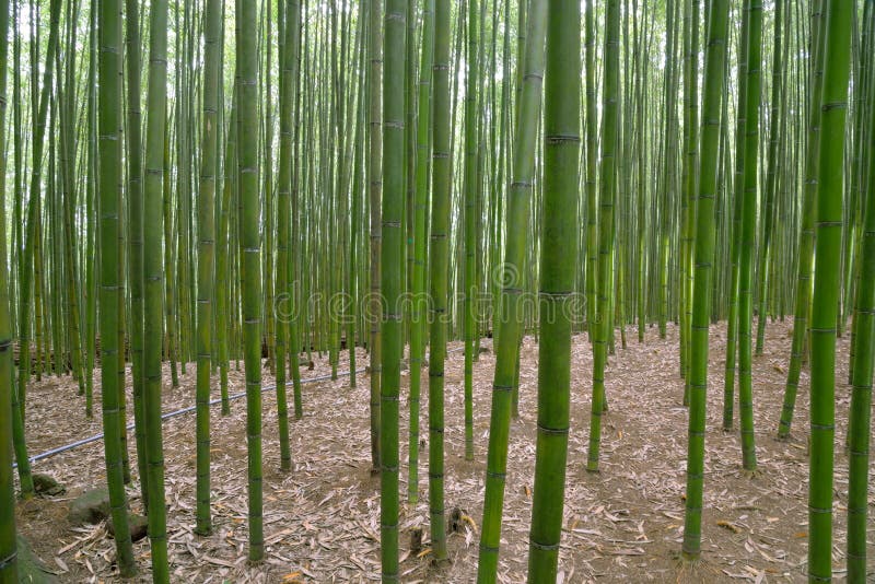 Mest forrest bambu. Bambuskog i Miaoli Tai ’en församling, Taiwan