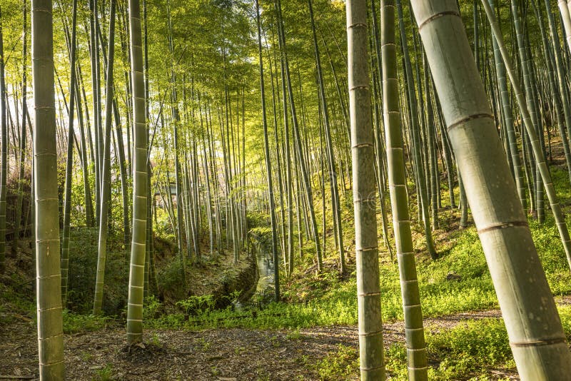 Mest forrest bambu arkivfoton