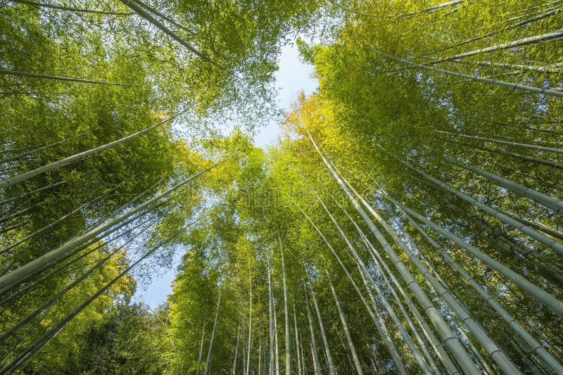 Mest forrest bambu royaltyfria foton