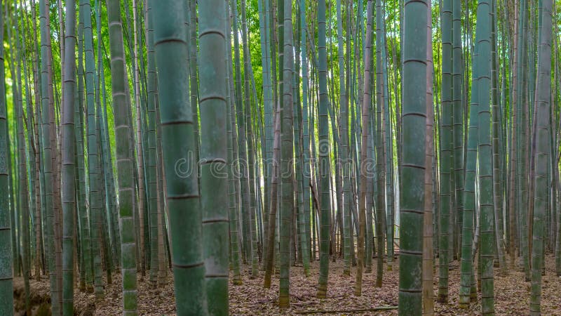 Mest forrest bambu arkivbilder