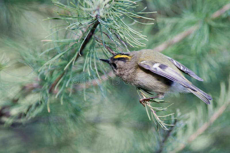 Mest goldcrest regulus royaltyfria foton