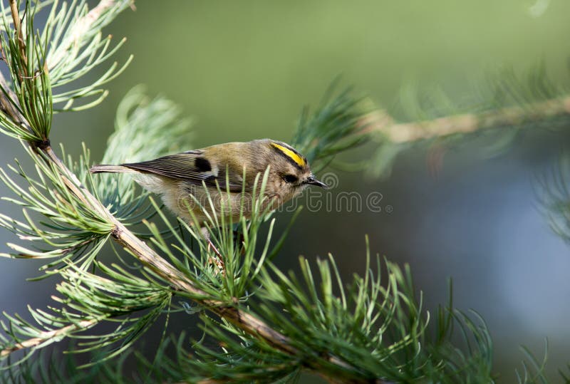 Mest goldcrest regulus royaltyfri fotografi