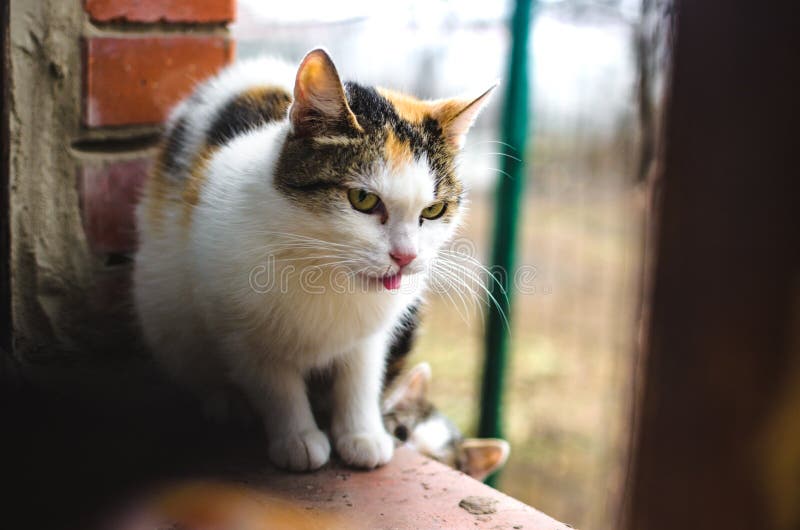 Mest hemlösa kattkattkattkattkattkattkattkattkattkattkattkattkattungar sitter på ett tegelfönster och ber om mat på kalla dagar royaltyfri bild