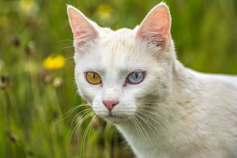 Mest härlig vit katt av konstiga ögon av världen med ett blått öga och en katt- form för gult öga av heterochromiaen royaltyfria bilder Mest härlig vit katt av konstiga ögon av världen med ett blått öga och en katt- form för gult öga av heterochromiaen royaltyfria bilder