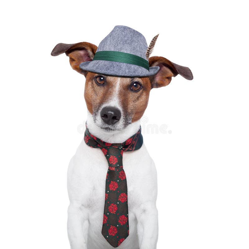 mest oktoberfest hund arkivfoto mest oktoberfest hund arkivfoto
