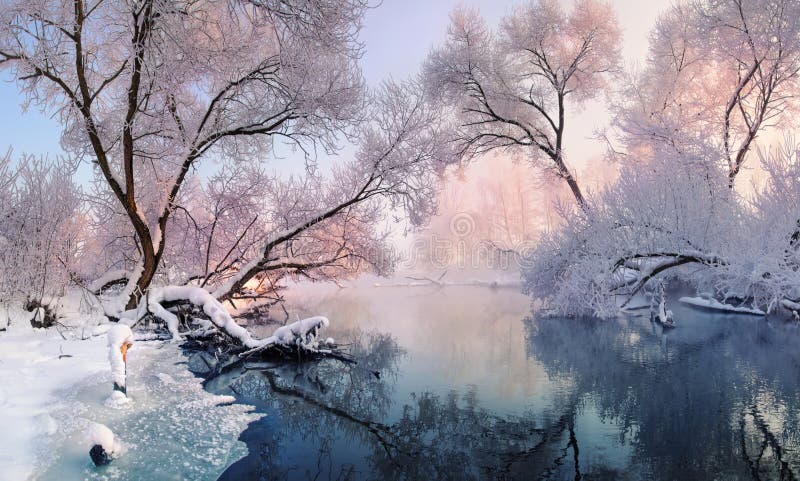 Mestadels lugna vinterflod som omges av träd som täckas med de rimfrosten och snö nedgångar på en härlig rosa morgonlighti
