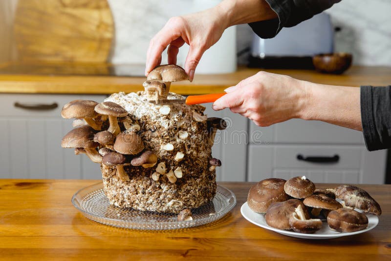 Met behulp van een mes champignons ( shiitake - paddenstoelen ) met lentinula edodes die in de keuken thuis groeien.
