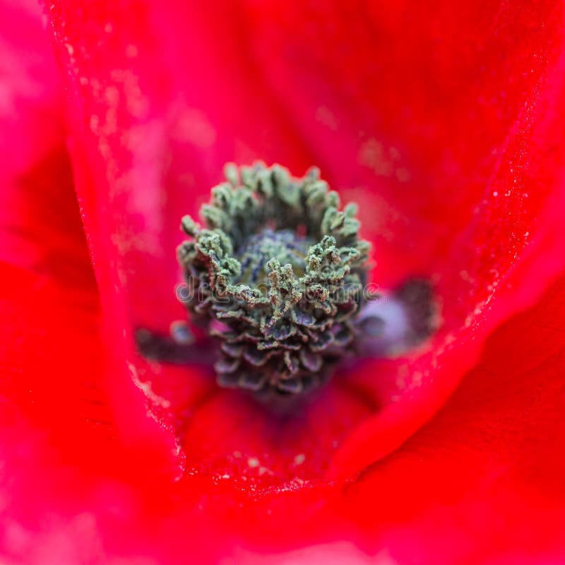 Met een Rode Rand royalty-vrije stock fotografie