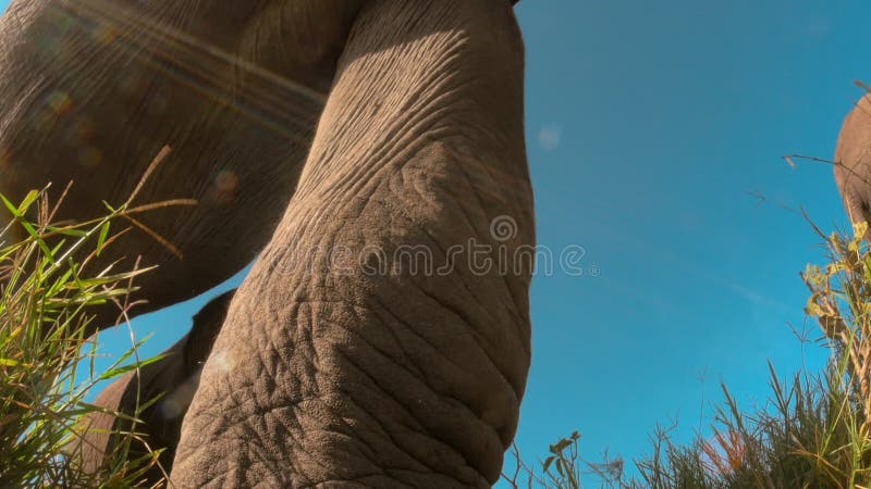 Met het oog op een kudde afrikaanse olifant die loopt