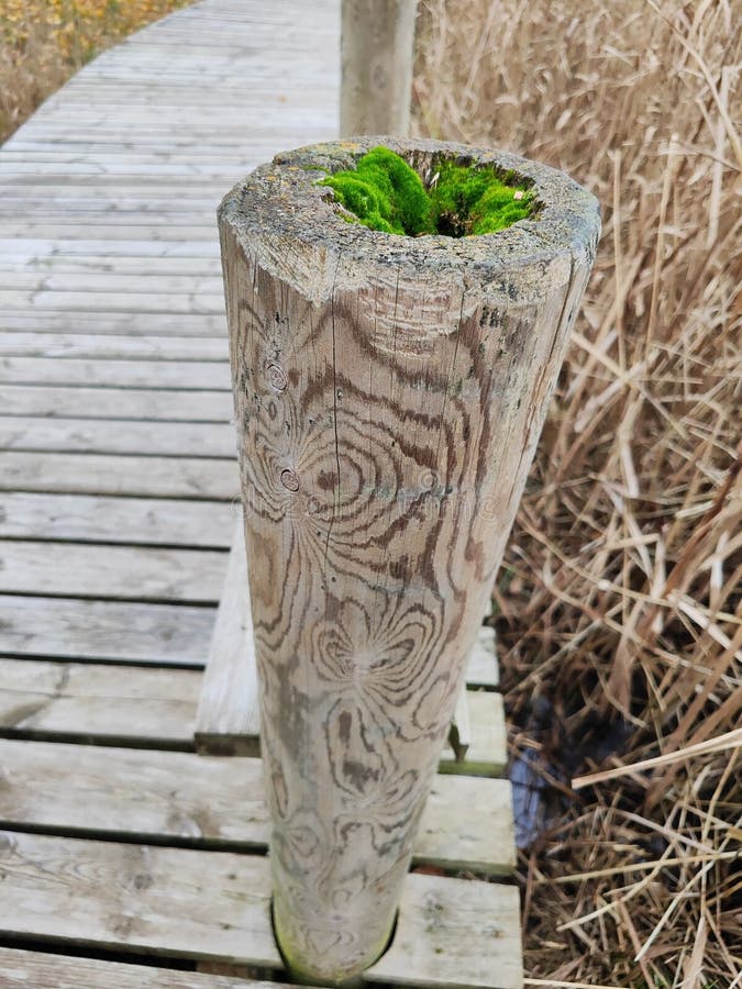 Met mos begroeide houten paal op een boardwalk stock afbeeldingen