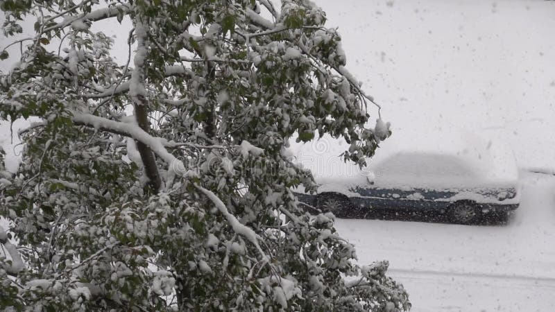 Met sneeuw bedekte auto ' s en boomtakken