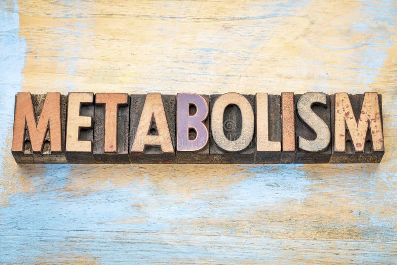 Metabolism word in letterpress wood type royalty free stock image Metabolism word in letterpress wood type royalty free stock image