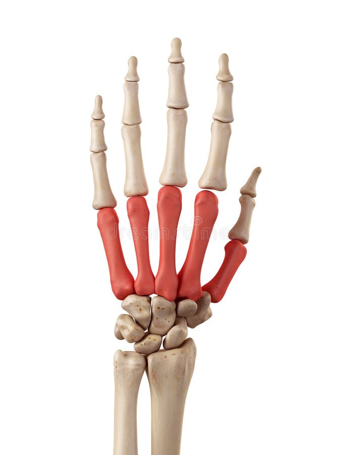 The metacarpal bones stock illustration. Illustration of bones - 56652061