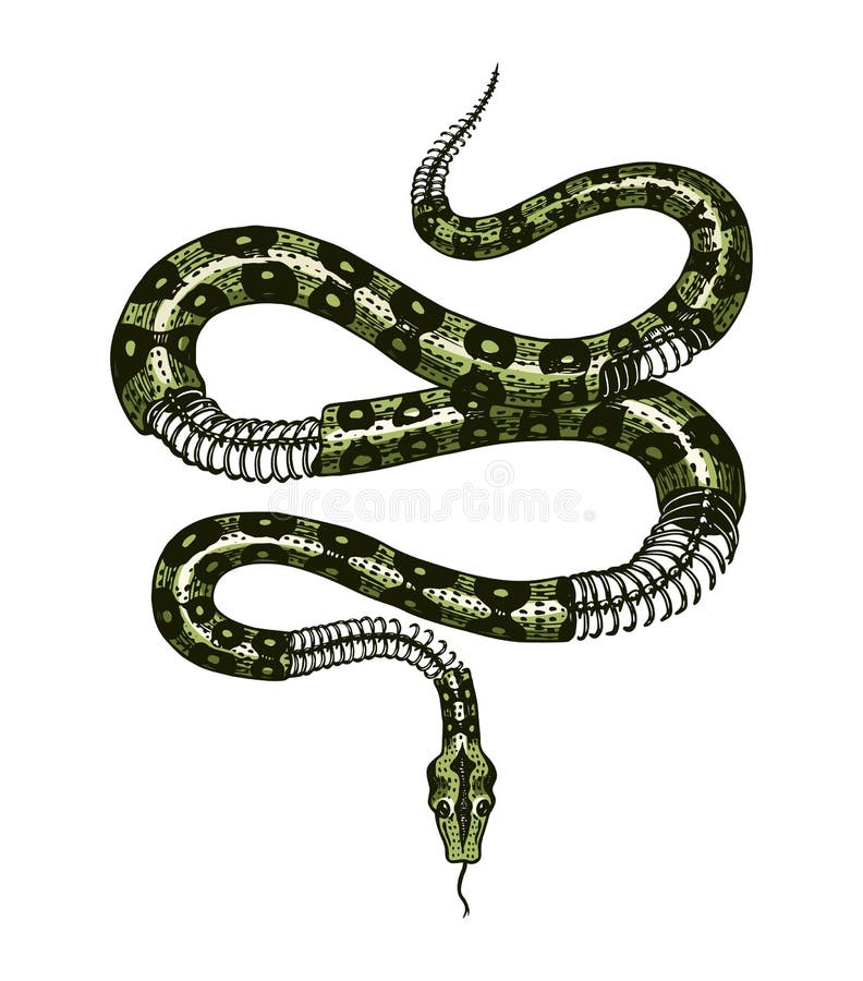 2 Cobra, Desenho por Péchane