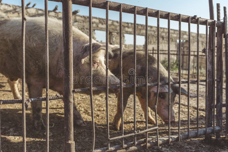 A metal fence behind which are two pigs. Livestock farm. Meat industry. Animals rights concept. stock photos A metal fence behind which are two pigs. Livestock farm. Meat industry. Animals rights concept. stock photos