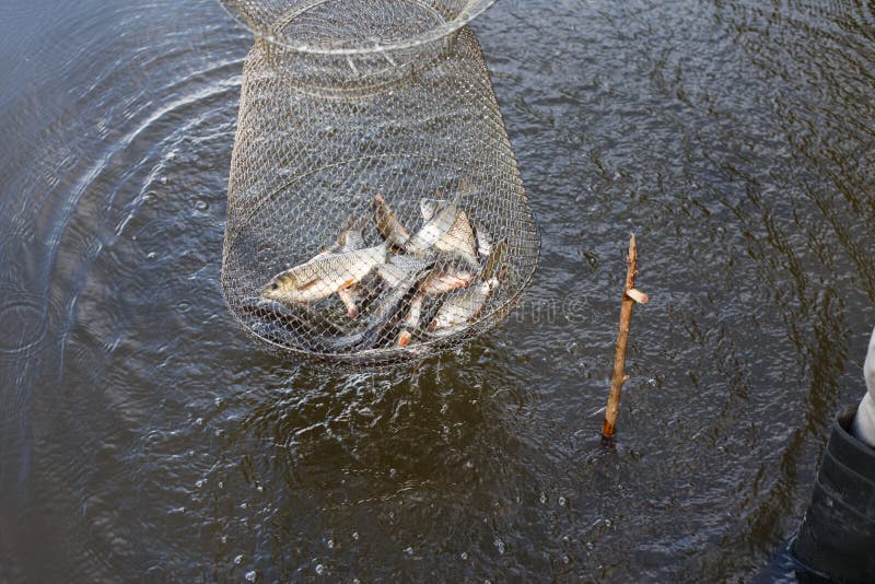 Metal Mesh Cage for Fish is Installed in the River Water Near the Shore. Stock Photo Image of