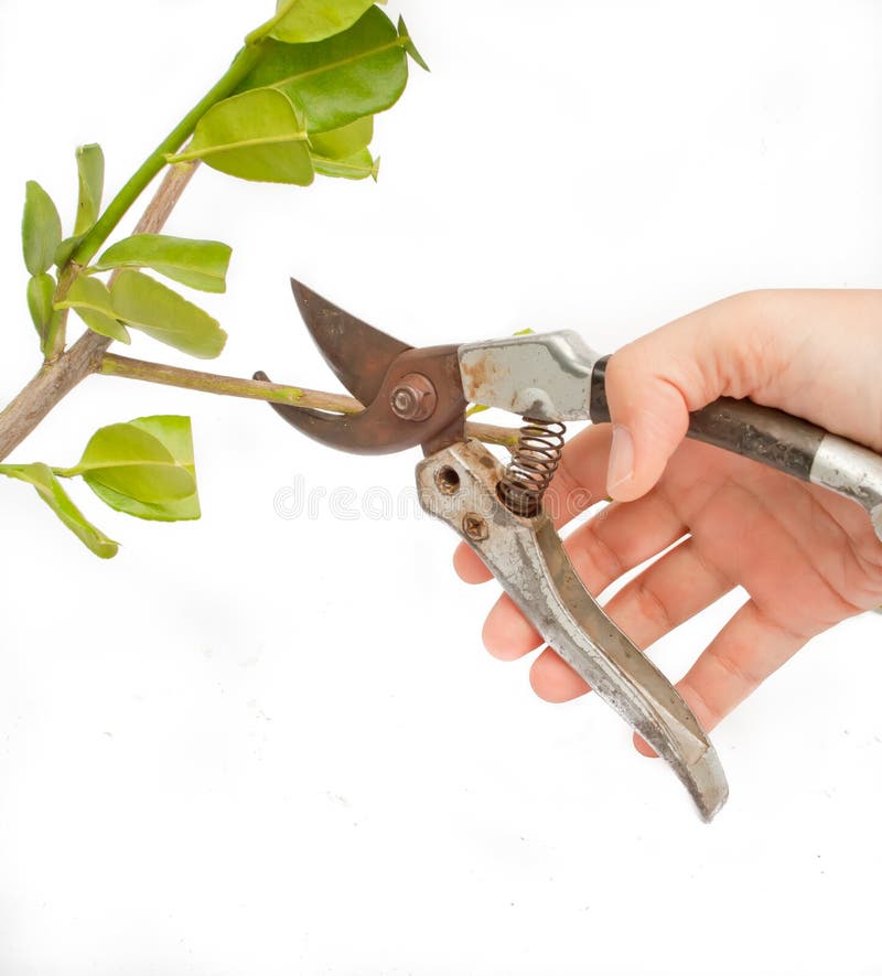 Metal scissors cutting branch