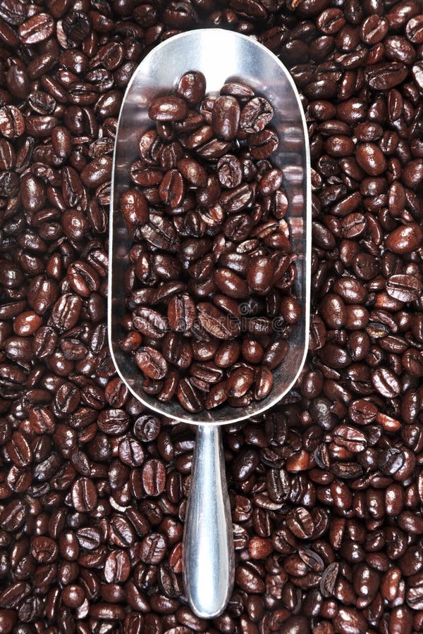 Metal Scoop Full of Coffee Beans Stock Image Image of coffee, scoop