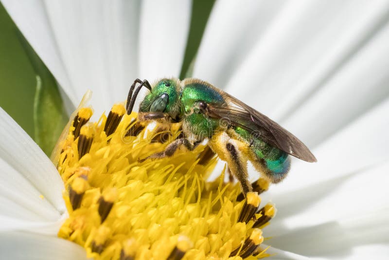 https://thumbs.dreamstime.com/b/metallic-green-wild-bee-foraging-pollen-white-garden-flower-macrophotography-cosmos-267825999.jpg