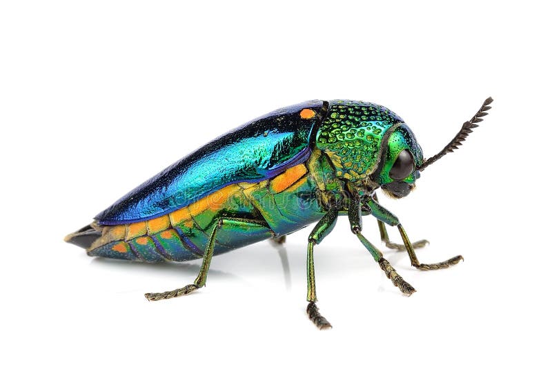 Metallic wood-boring beetle isolated on white background stock photography Metallic wood-boring beetle isolated on white background stock photography