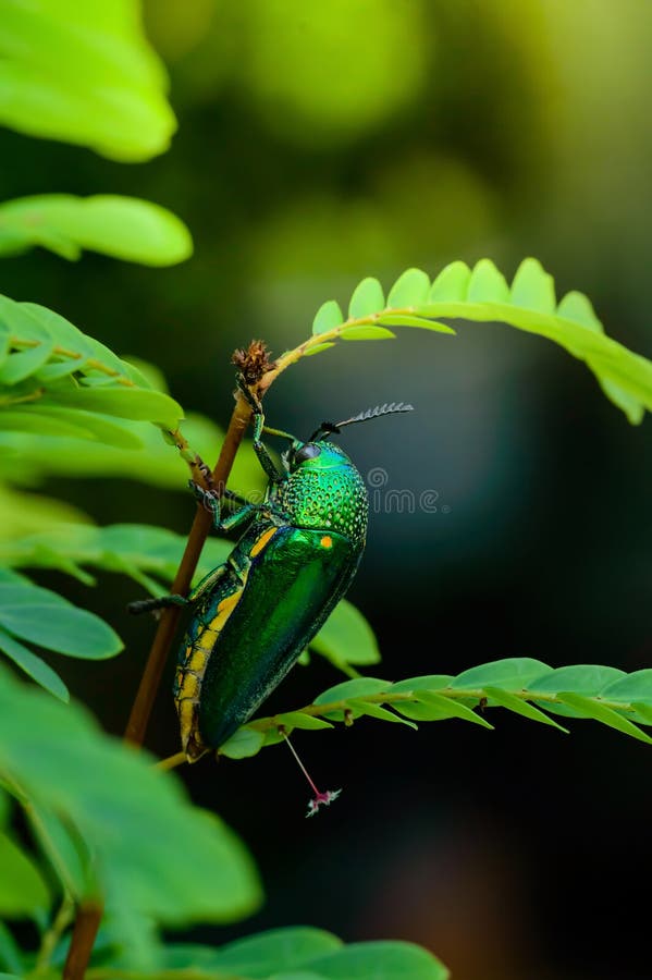 A metallic wood-boring beetle
