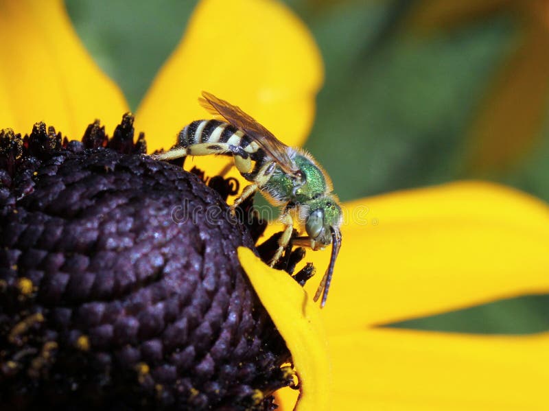 Metallische grüne Bienen-Seitenansicht stockfotografie Metallische grüne Bienen-Seitenansicht stockfotografie