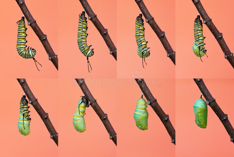 Metamorfos för monarkfjäril från larv till puppan royaltyfri foto Metamorfos för monarkfjäril från larv till puppan royaltyfri foto