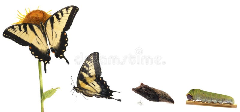 Companhia - 🪡✨VOCÊ CONHECE ALGUMA MULHER SILENCIADA EM NOME DA MORAL?✨🧶  🩵Curiosidades sobre alguns arquétipos presentes no espetáculo ARIADNE -  Cartografias de Labirinto. 📌Nesse 3° post escolhemos o arquétipo de:  ✨🪡PASÍFAE: Pasífae, image size:1600x750