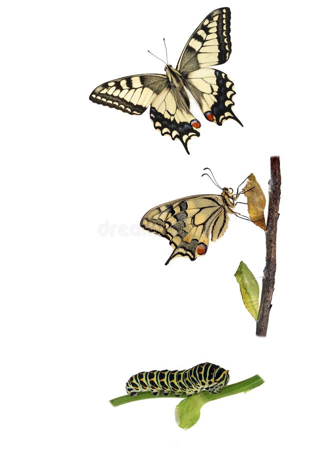 Metamorfosis de la mariposa