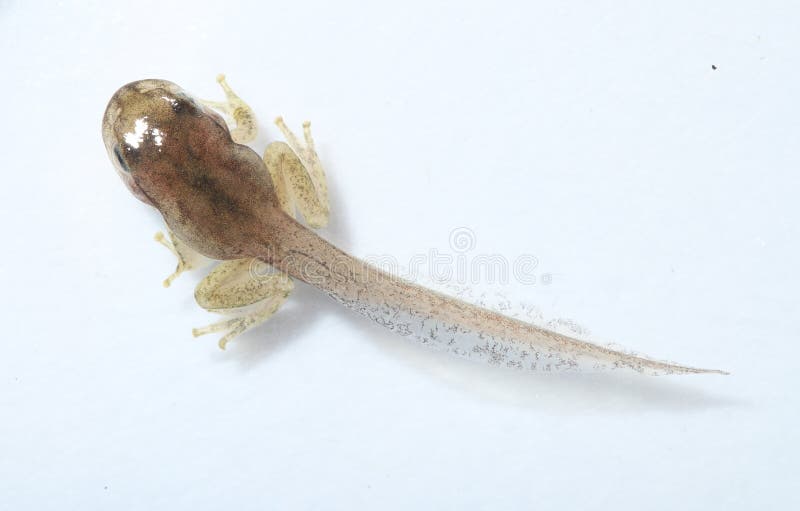 Dorsal view of a metamorphosing Spring Peeper (Pseudacris crucifer) frog on a white background. This North American Frog has four limbs but still has a long tail. Over the next few days, the tail will be resorbed and the frog will leave the water to live on land. Peeper tadpole stock images, royalty-free photos and pictures