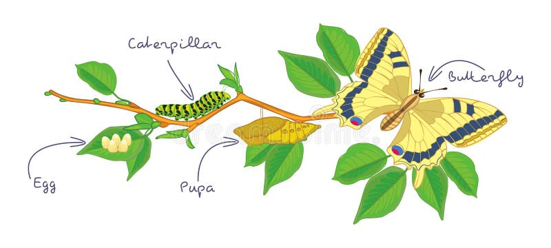 Butterfly Life Cycle Stock Illustrations 596 Butterfly Life Cycle Stock Illustrations Vectors Clipart Dreamstime
