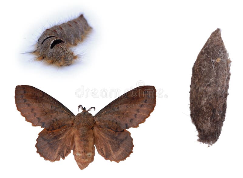 Metamorphosis of the Lappet moth