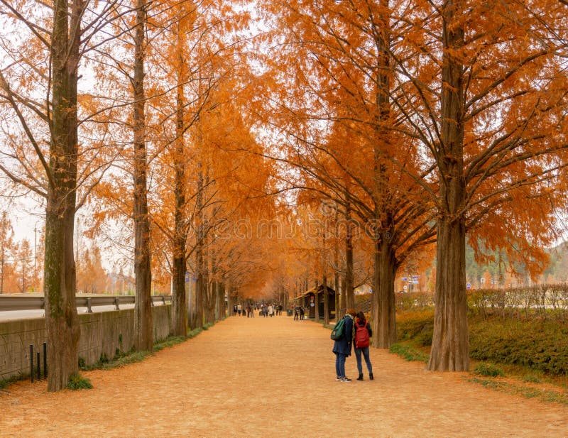 metasequoia south korea metasequoia south korea