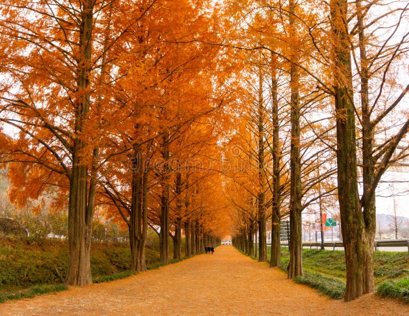 metasequoia south korea metasequoia south korea