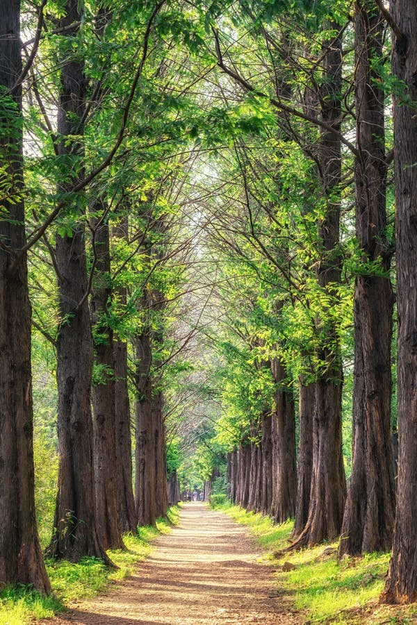 Metasequoia parkerar i haneul parkerar royaltyfria bilder Metasequoia parkerar i haneul parkerar royaltyfria bilder