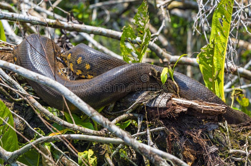 345 Amazon Anaconda Photos Free Royalty Free Stock Photos From Dreamstime