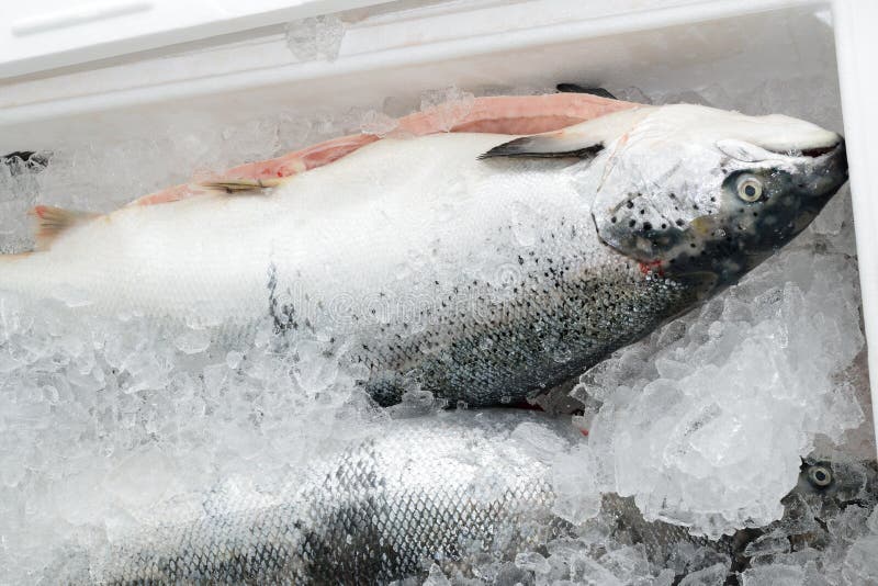 The Method of Storage of Fresh Fish in the Ice Chest Stock Image ...