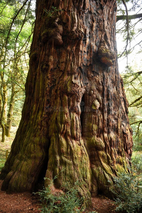 The Methusula Redwood
