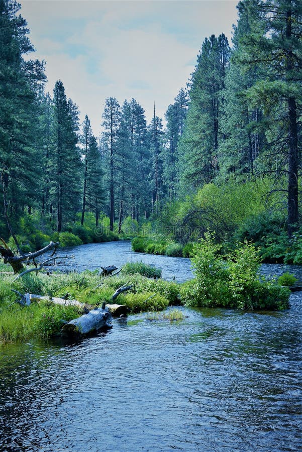 The Metolius river runs thur a lush forest.