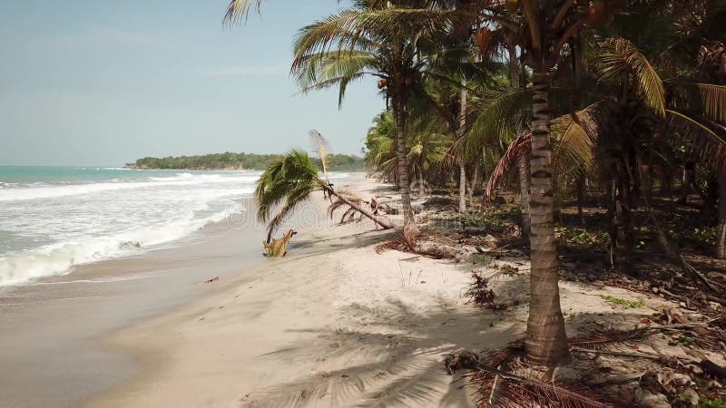 Metraje aéreo de drones en la playa con palmeras en palomino colombia.